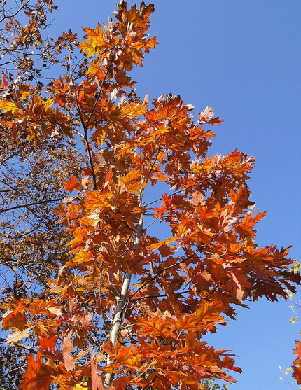  p>北美红栎(学名: i>quercus rubra /i>  l.