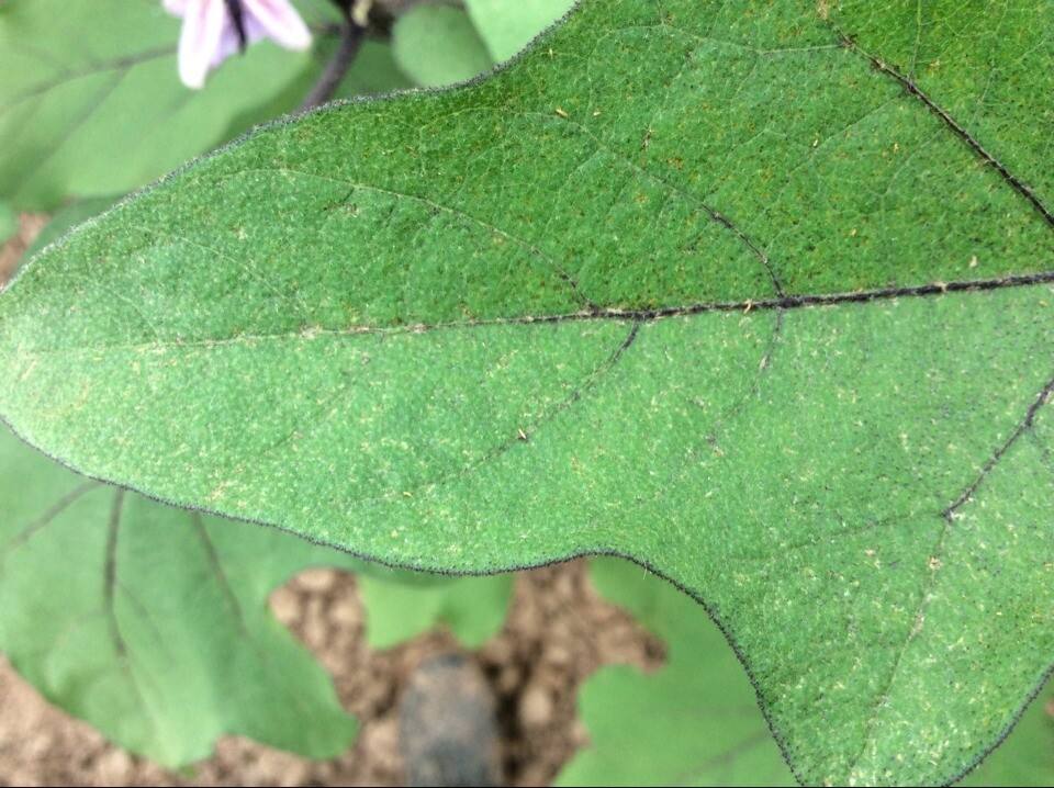  p>西花蓟马是 a target="_blank" href="/item/蓟马科/5024037" data