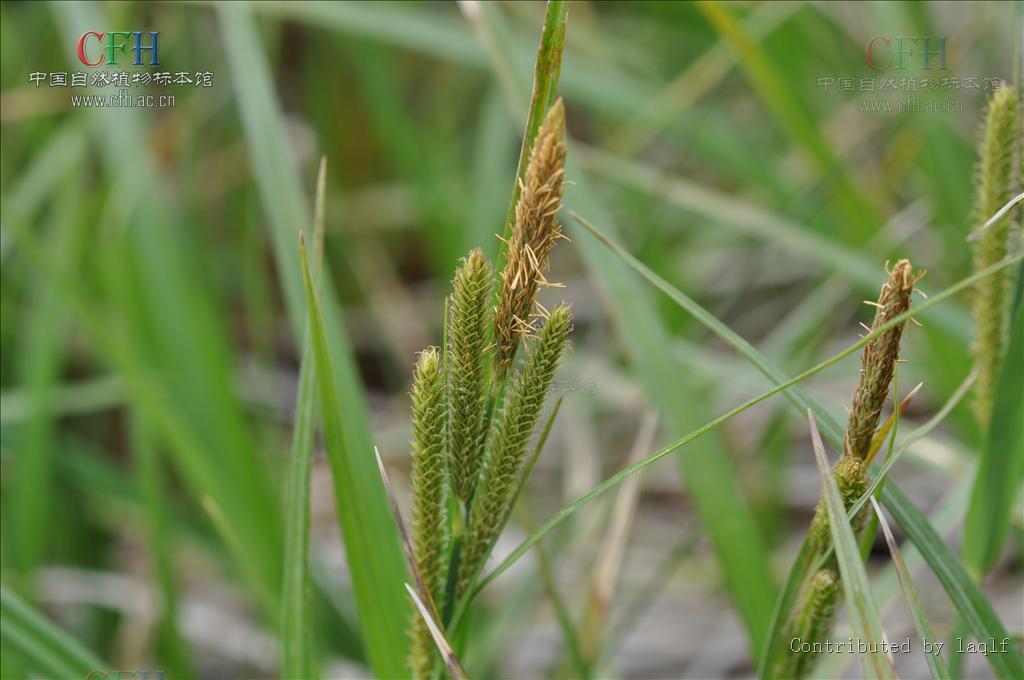 p>尖叶薹草(学名:carex oxyphylla),为 a target="_blank" href="
