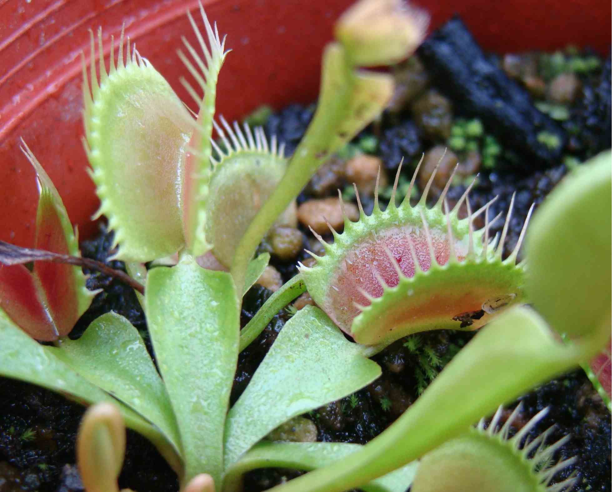  p> a target="_blank" href="/item/齿状捕蝇草/15832632" data