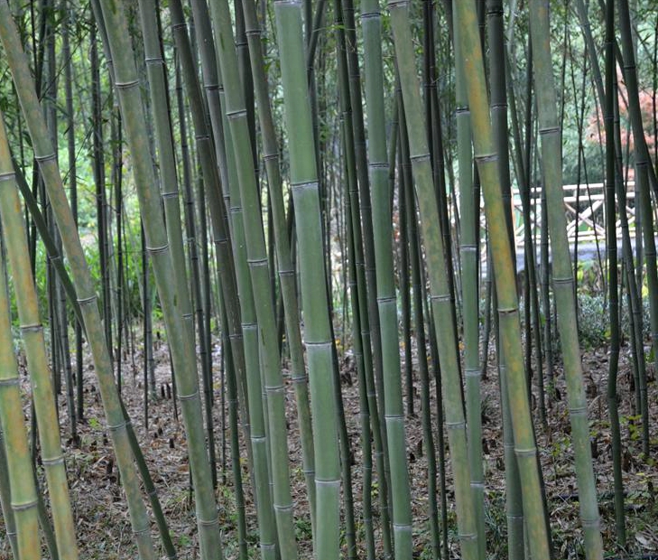 phyllostachys cv.pekinensis