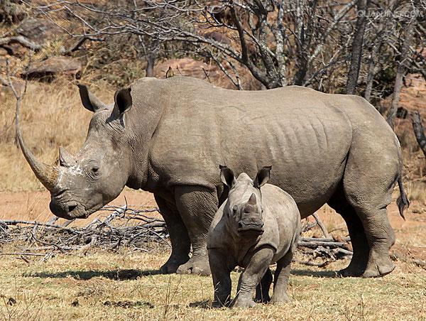  p>白犀(学名: i>ceratotherium simum /i>): a target="_blank" href