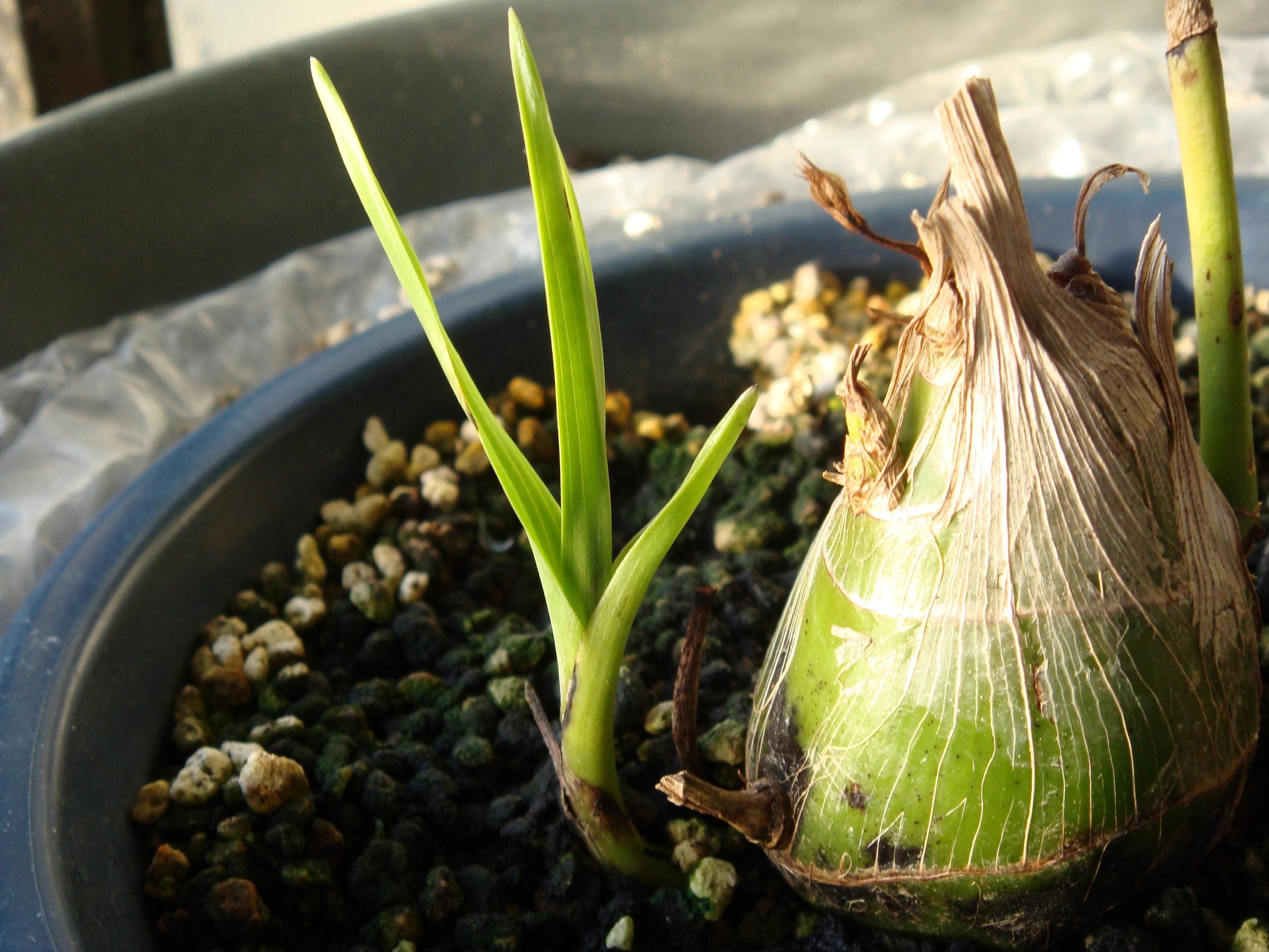  p>美冠兰(学名: i>eulophia graminea  /i> lindl.