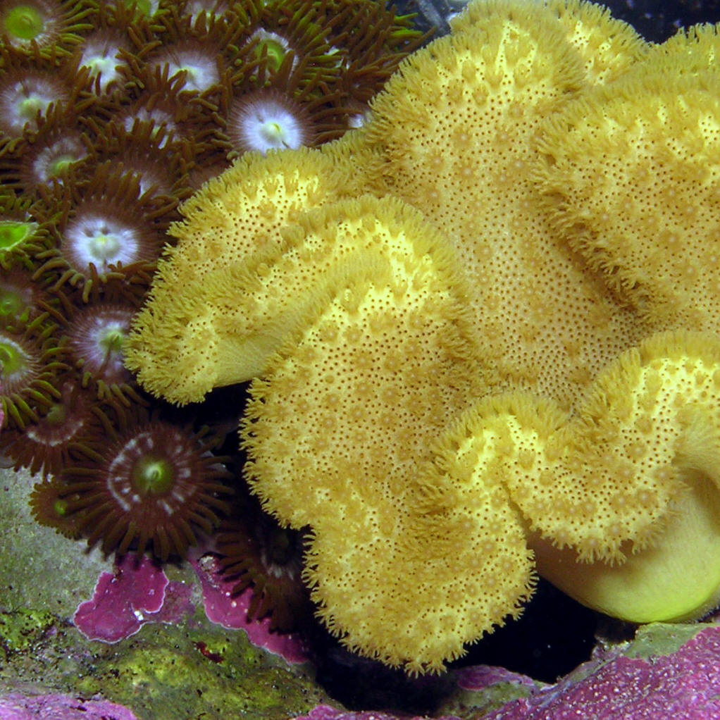  p>珊瑚虫纲(actinozoa),也称"花虫纲".刺胞动物门的一纲.