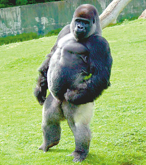  p>安巴姆是一头 a href="#" data-lemmaid="1335674">银背大猩猩 /a>