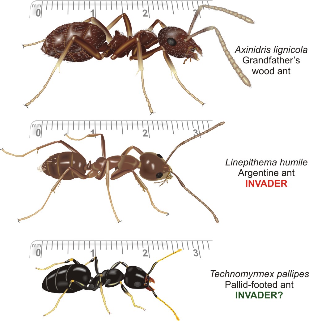  p> a target="_blank" href="/item/臭蚁亚科/1239291" data-lemmaid