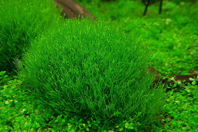  p>叉钱苔(学名: i>riccia fluitans /i> l.