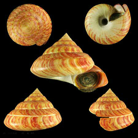  p>龙宫翁戎螺(学名; i>entemnotrochus rumphii /i>, i>pleruroto