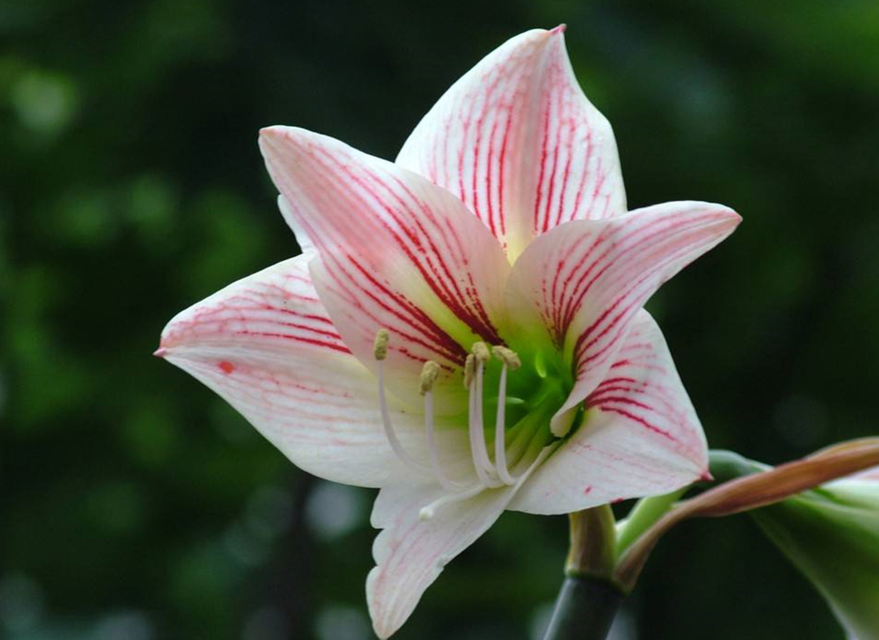  p>白肋朱顶红是 a href="#" data-lemmaid="1839588">石蒜科 /a> a