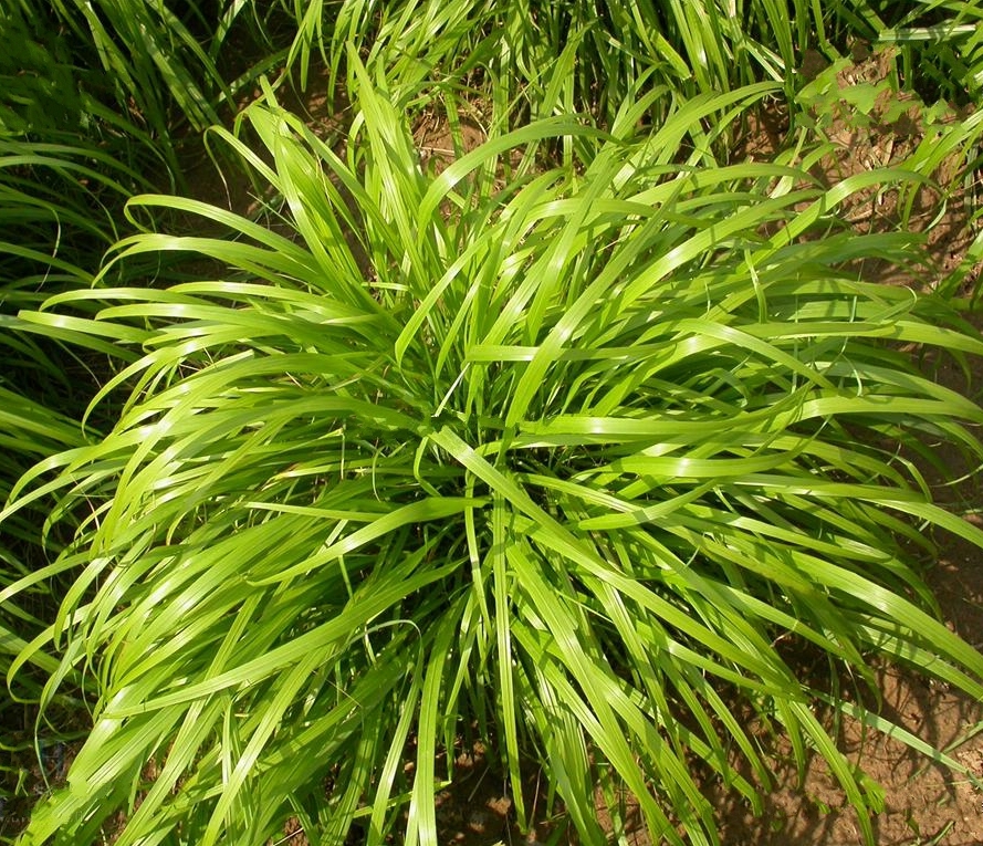  p>野青茅(学名: i>deyeuxia pyramidalis /i> (host) veldkamp)是