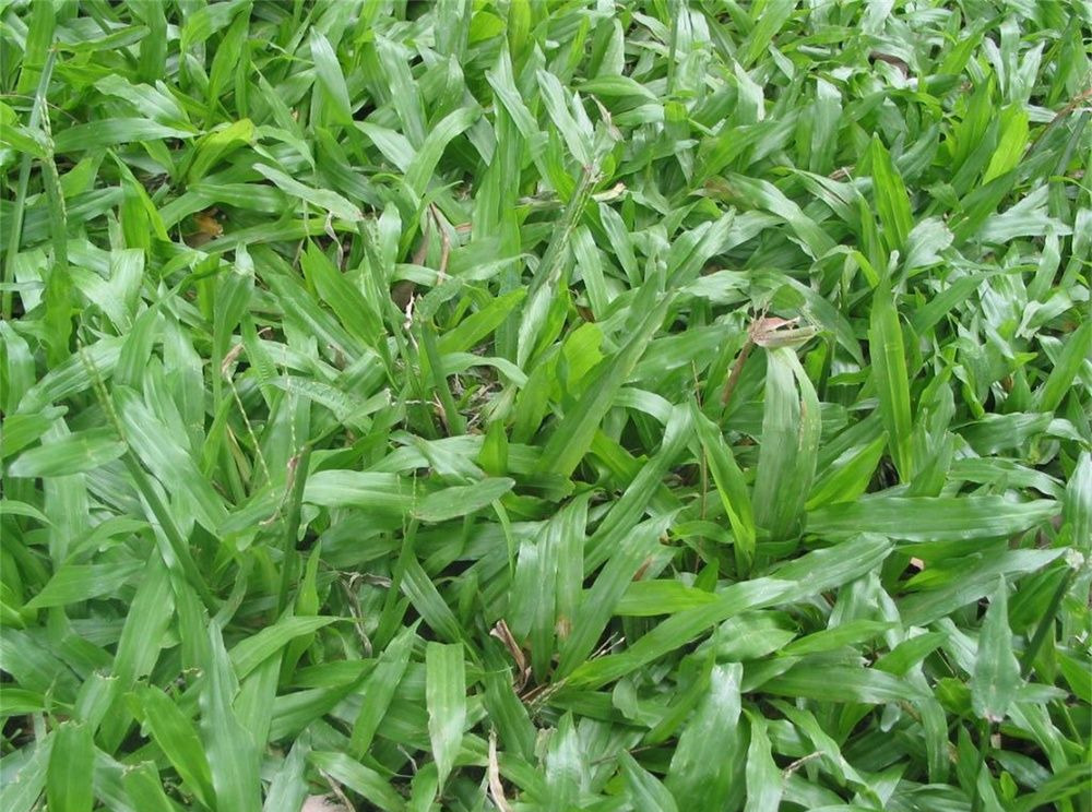  p> a target="_blank" href="/item/地毯草属/2449668" data-lemmaid