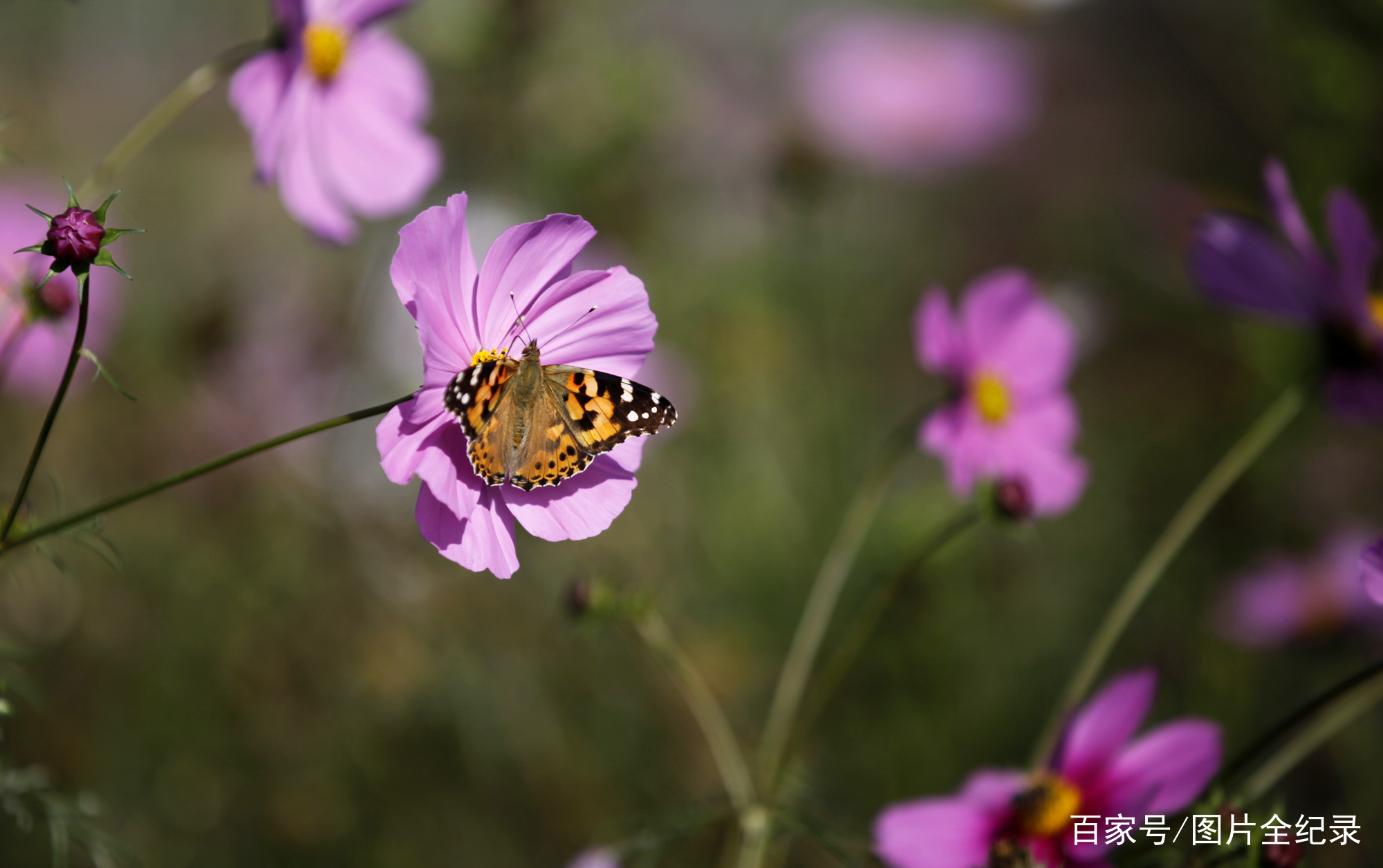 山西襄汾：林乡四季格桑花开正艳蝴蝶与蜜蜂嬉戏起舞浪漫迷人_百科TA说