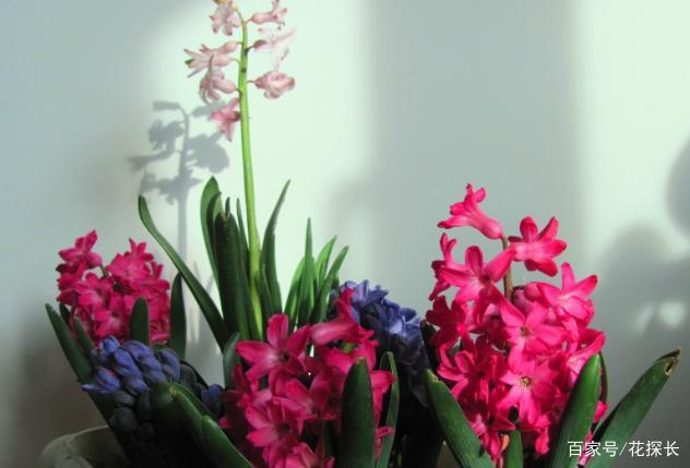 风信子 洋水仙 冬季水培注意这些 好养 花量多 花色艳丽 百科ta说