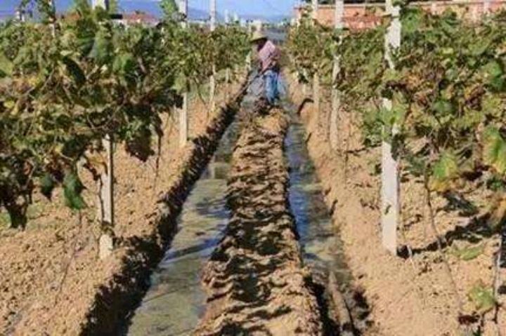 葡萄花芽分化在什么时期 需要怎样应对措施 百科ta说