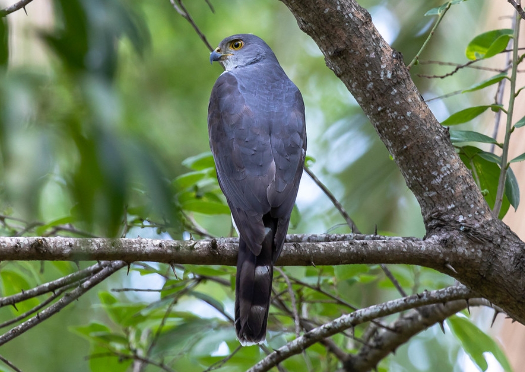  p>非洲小雀鹰(学名: i>accipiter minullus /i>):是鹰科,鹰属的一个