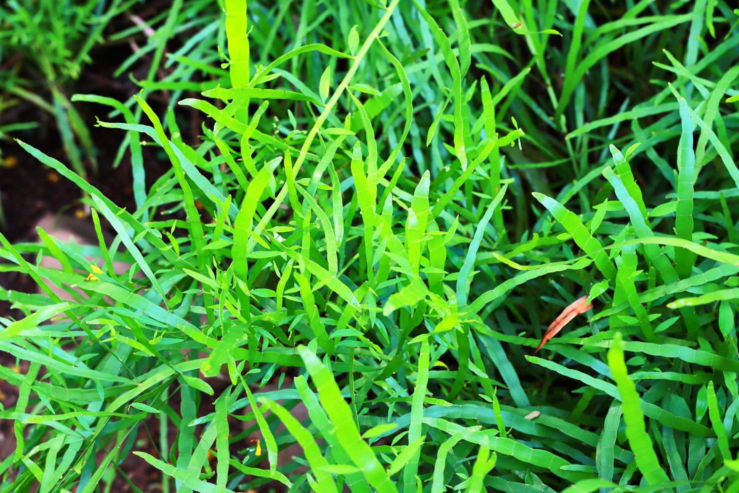竹节蓼（蓼科千叶兰属植物）_百度百科