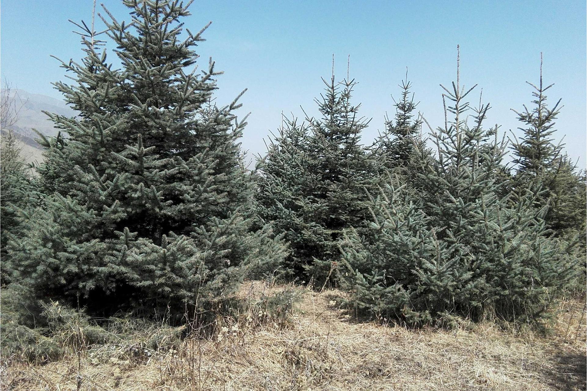 青海云杉嫁接无性系114号