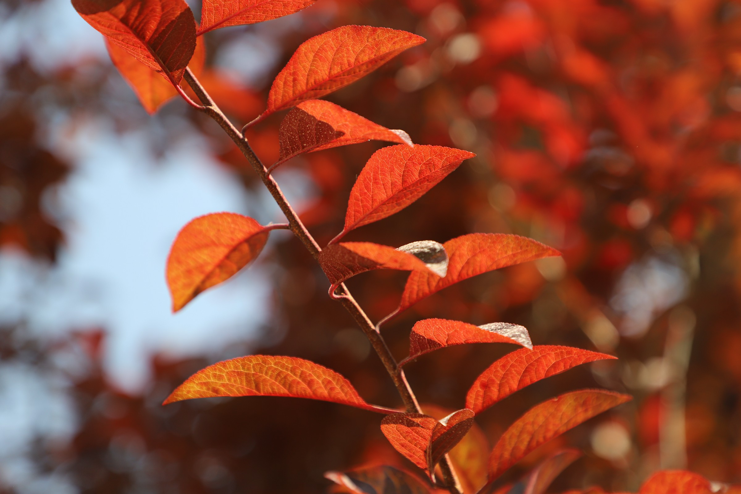 蔷薇科李属灌木或小乔木植物;干皮紫灰色,多分枝,小枝暗红色;叶片椭圆
