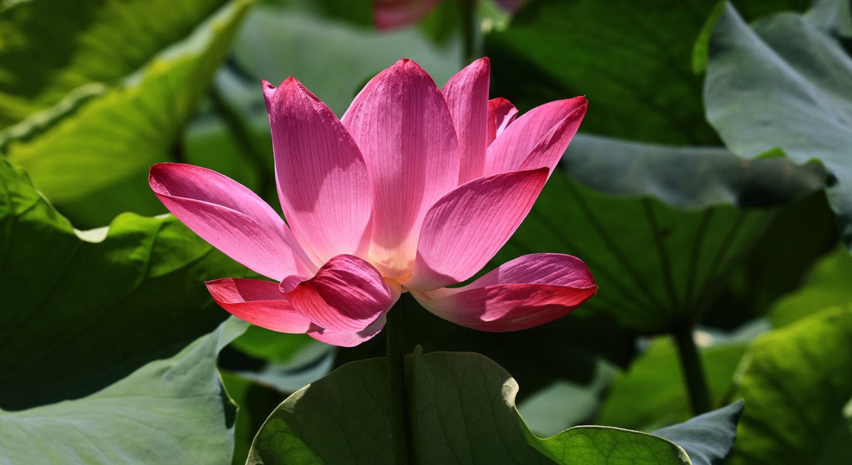 中国宝应荷藕节