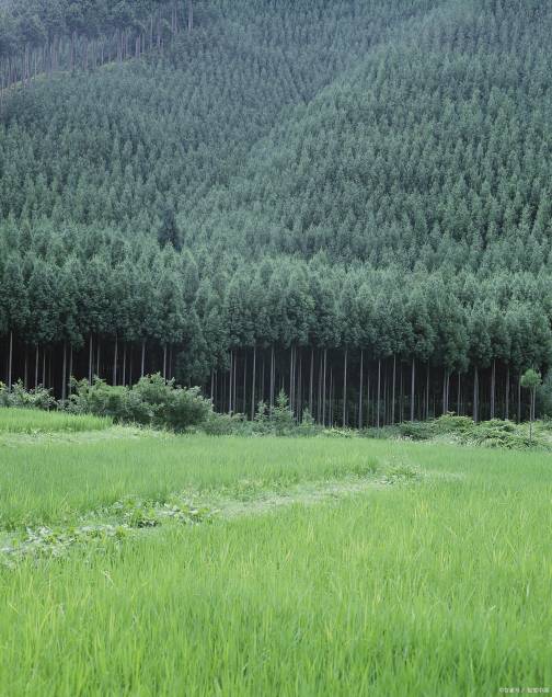 林地（成片的天然林、次生林和人工林覆盖的土地）_百度百科