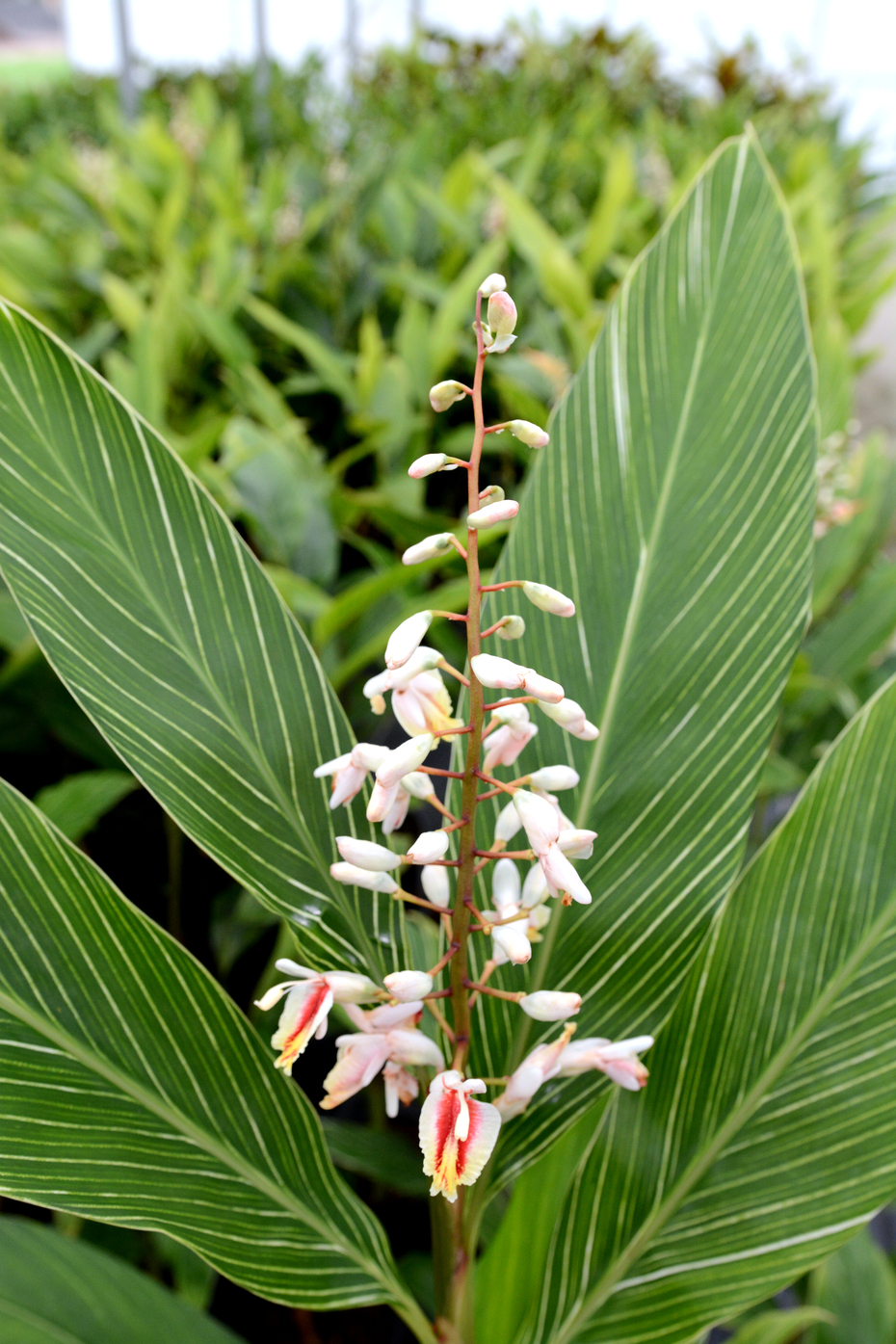  p>美山姜(学名: i>alpinia formosana  /i>k. schum.