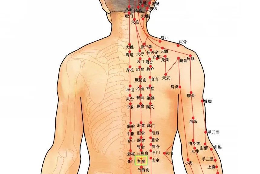  p data-id="gnwuujkb1k">背俞穴是指五脏六腑之气输注于背部的腧穴