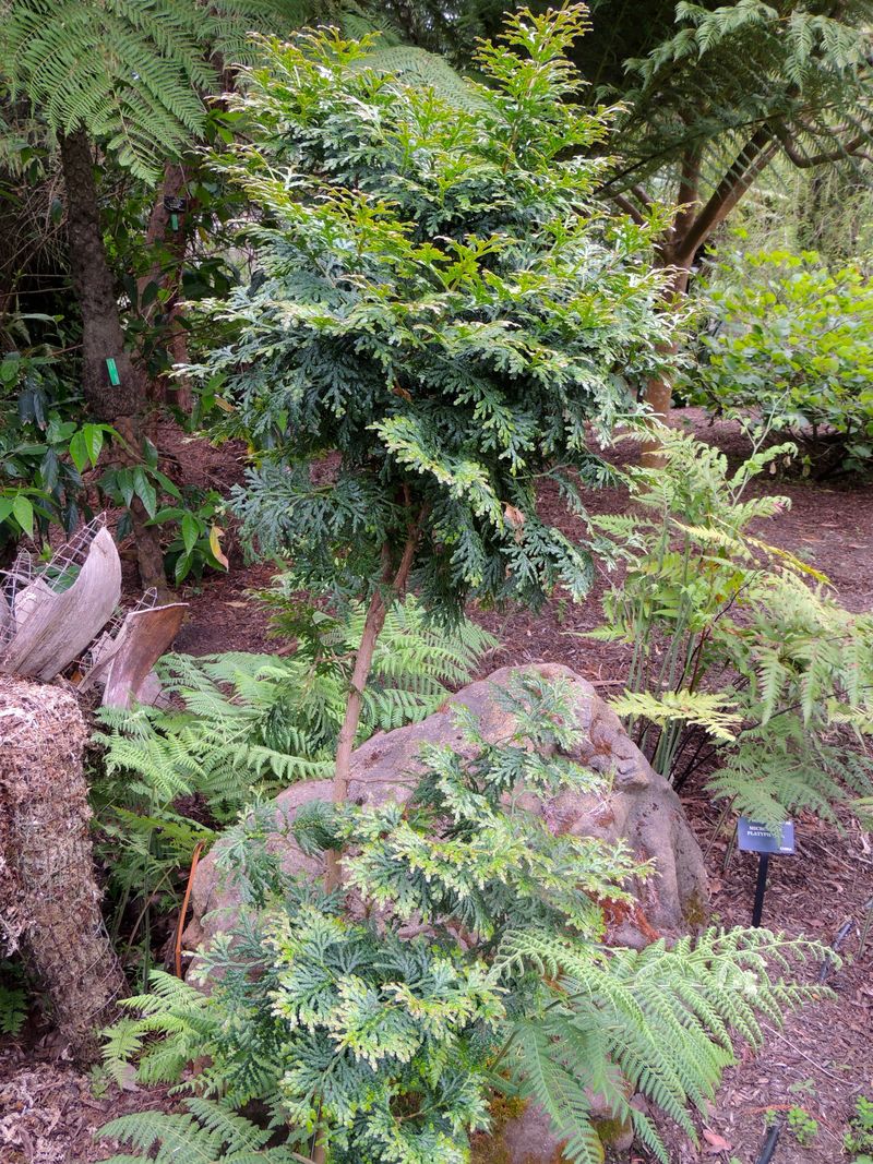  p>岩生翠柏(学名: i>calocedrus rupestris /i> aver. & al.