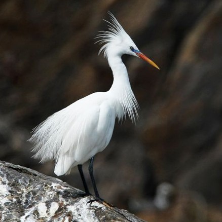  p>黄嘴白鹭(学名: i>egretta eulophotes /i>),也叫白老, a target="