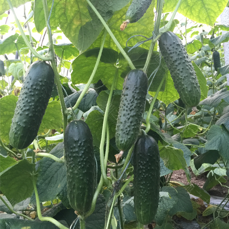 黑皮黄瓜