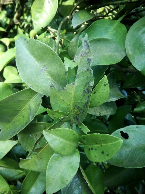  p>柑橘煤烟病又称柑橘煤污病,柑橘霉污病,柑橘煤病,是由柑橘煤炱,刺