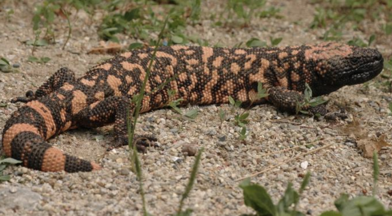  p>吉拉毒蜥(学名: i>heloderma suspectum /i>)是毒蜥科,毒蜥属爬行