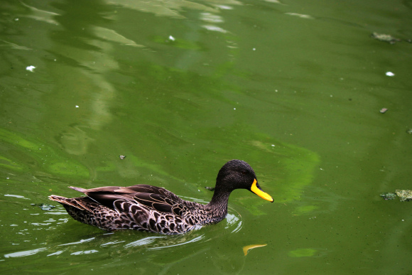 african yellow-billed duck
