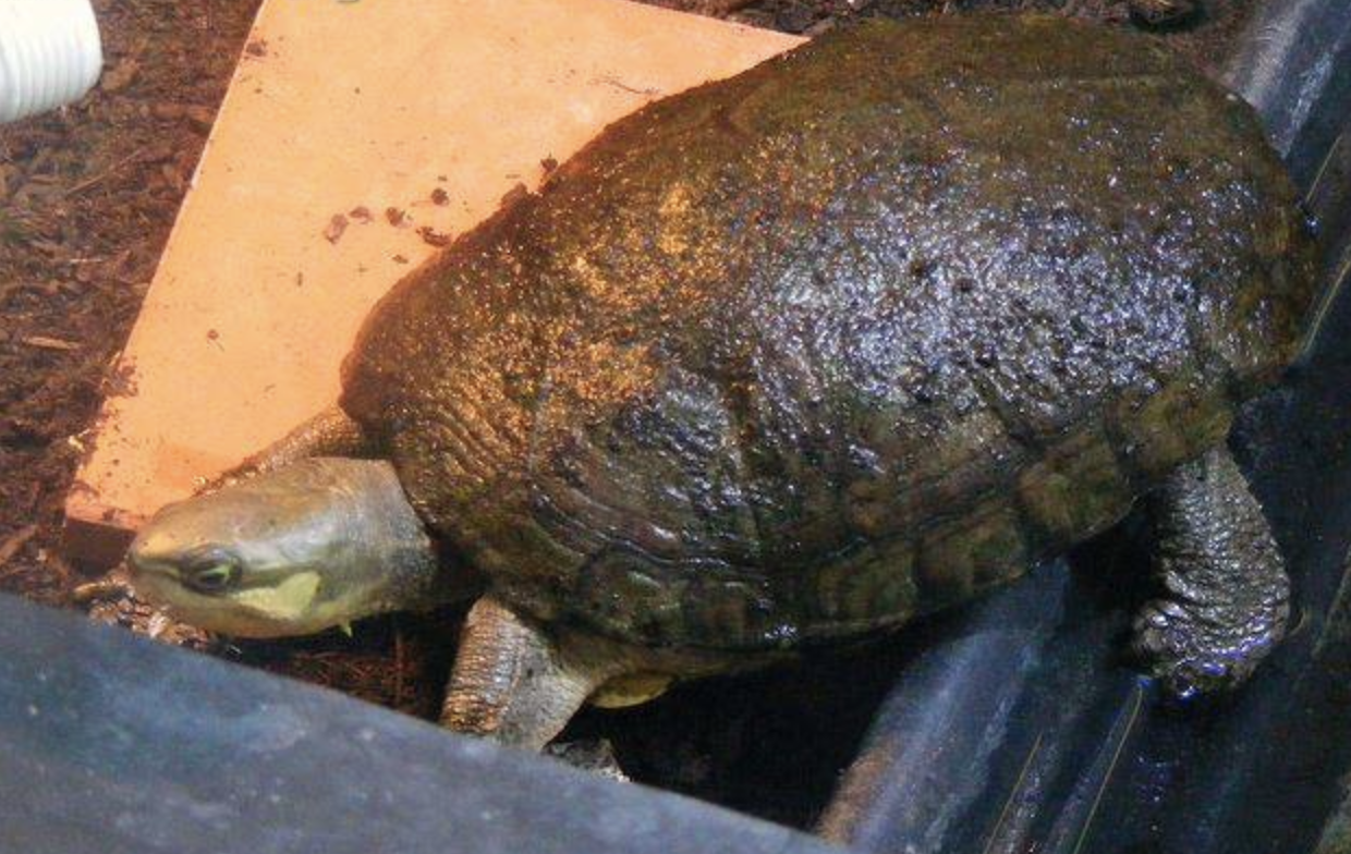  p>周氏闭壳龟(学名: i>cuora zhoui /i>)是龟科,闭壳龟属动物.