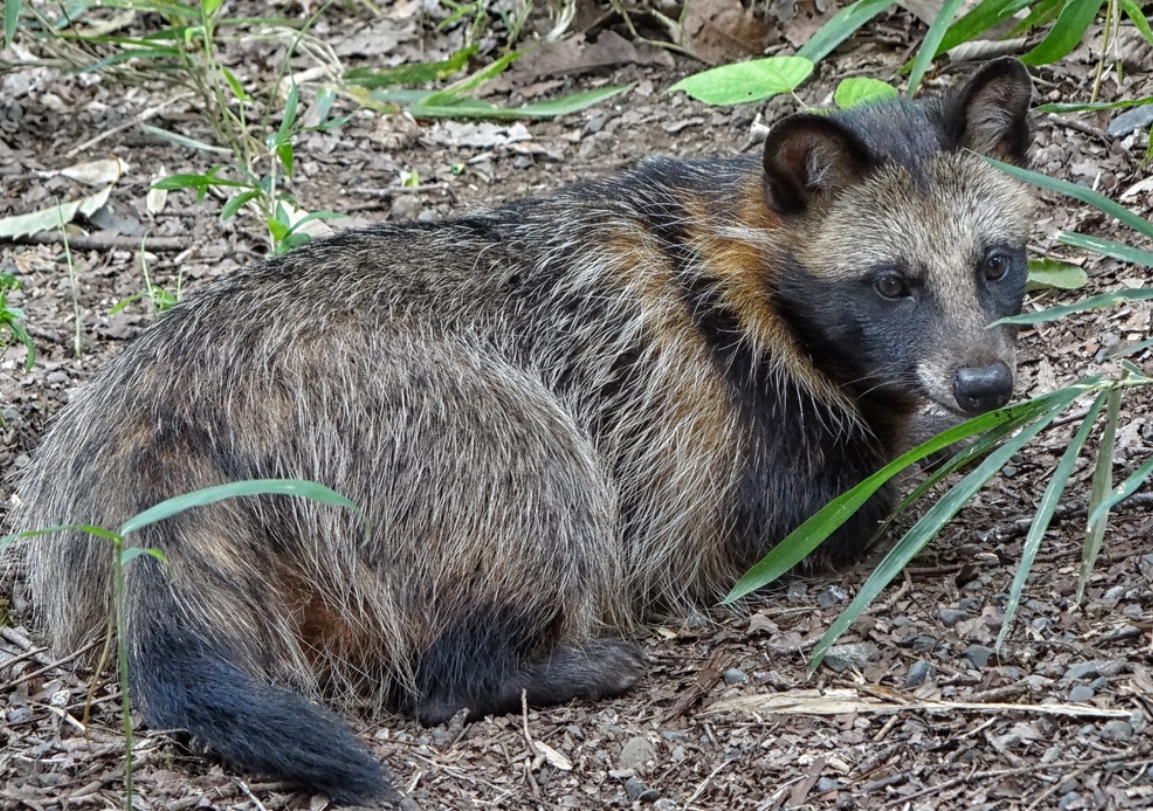 nyctereutes procyonoides