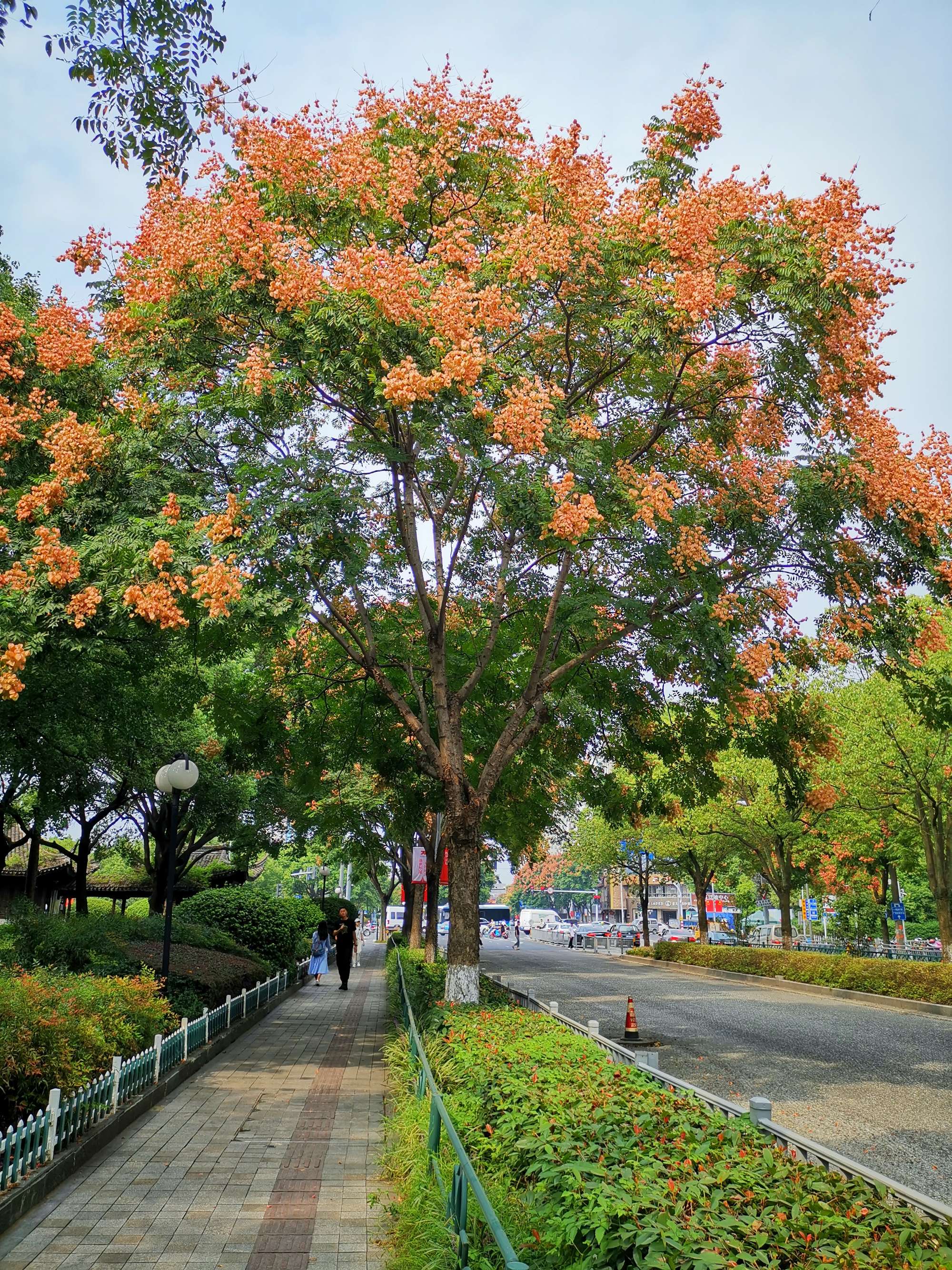  p data-id="gnt71rfnr6">栾树( i>koelreuteria paniculata /i>)