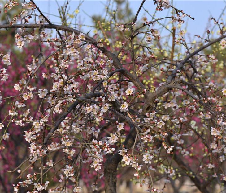  p>照水梅(学名: i>armeniaca mume /i> var.  i>pendula /i> sieb.