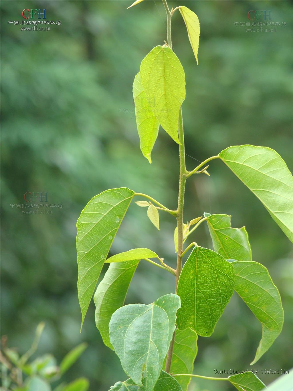 id="tz7k17pdks8t">从传统意义上讲,双子叶植物是具有2片子叶的植物