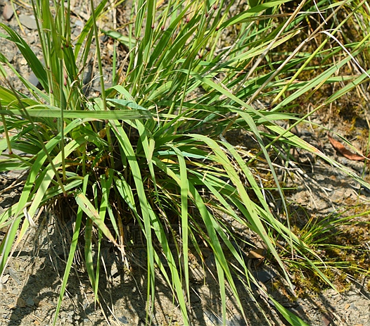  p>糙野青茅(学名: i>deyeuxia scabrescens /i> (griseb.