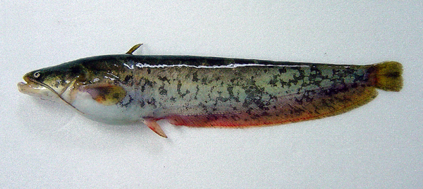 ="ref" data-ctrid="tfiybxjmvauj">鲇是鲇形目鲇科鲇属的一种硬骨鱼