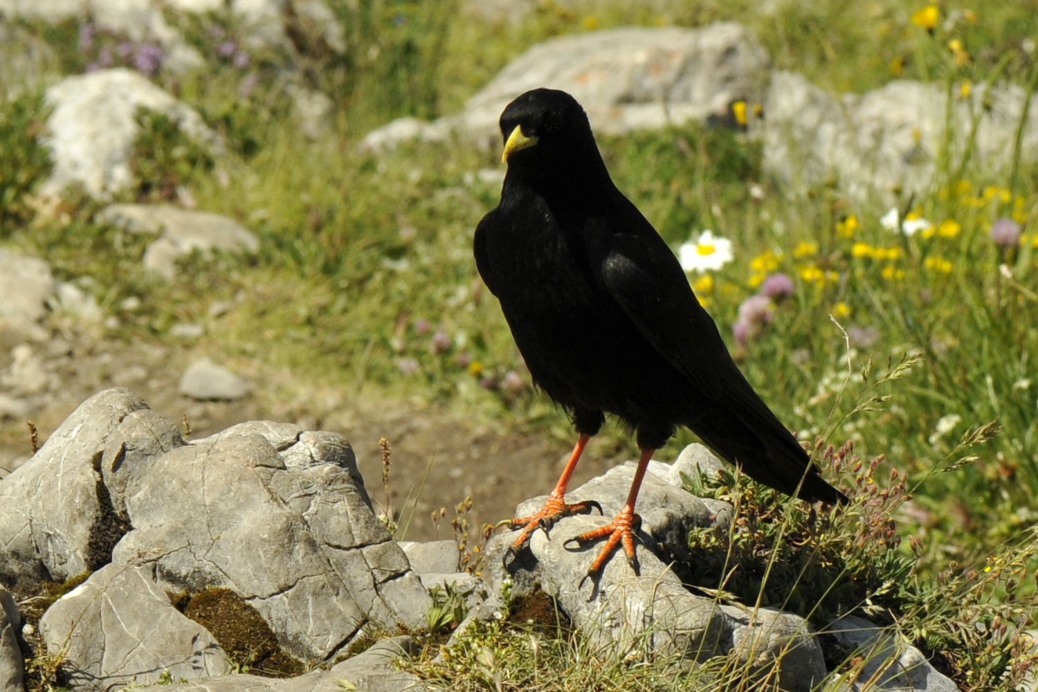  p>黄嘴山鸦(学名: i>pyrrhocorax graculus /i>)是鸦科,山鸦属鸟类