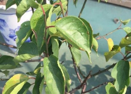 梅花树叶子卷曲