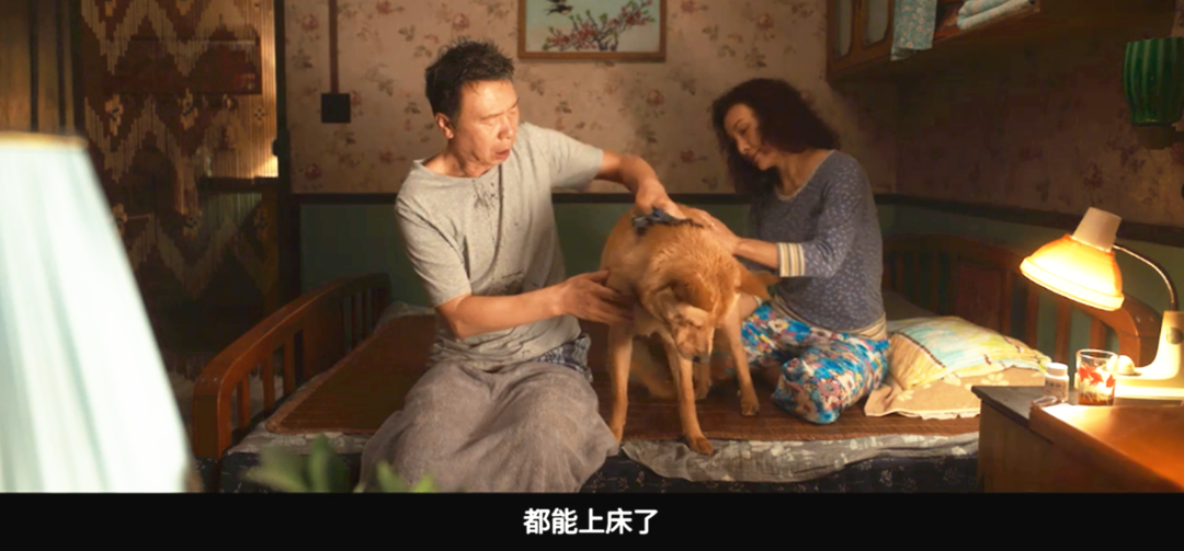 中国版《忠犬八公》定档！冯小刚陈冲主演，中华田园犬亮相圈粉_百科TA说