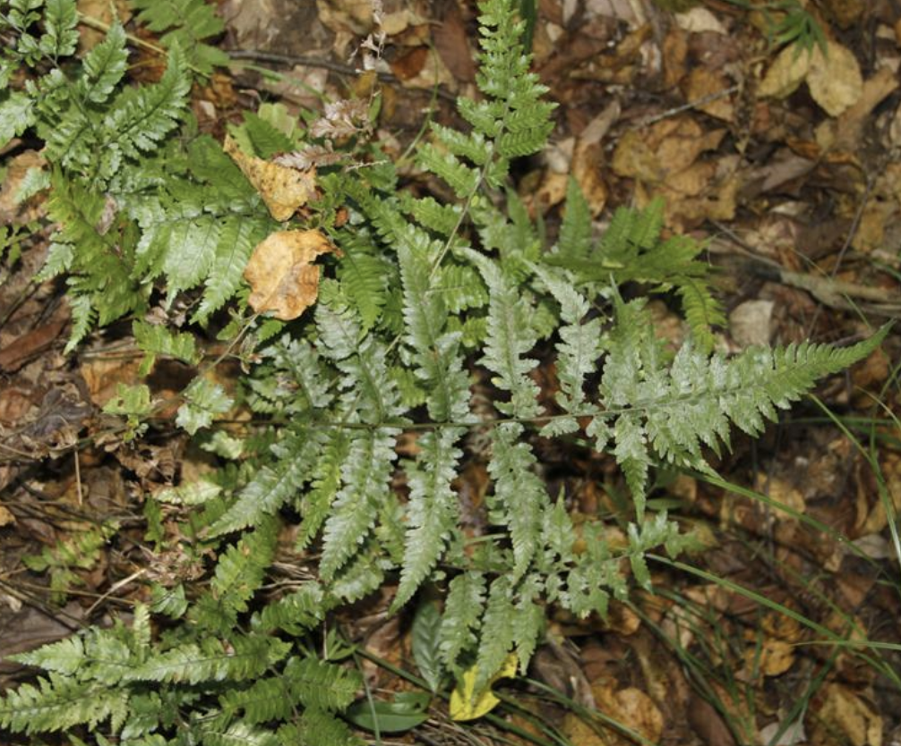  p>粗毛鳞盖蕨(学名: i>microlepia strigosa /i>  (thunb.) c.