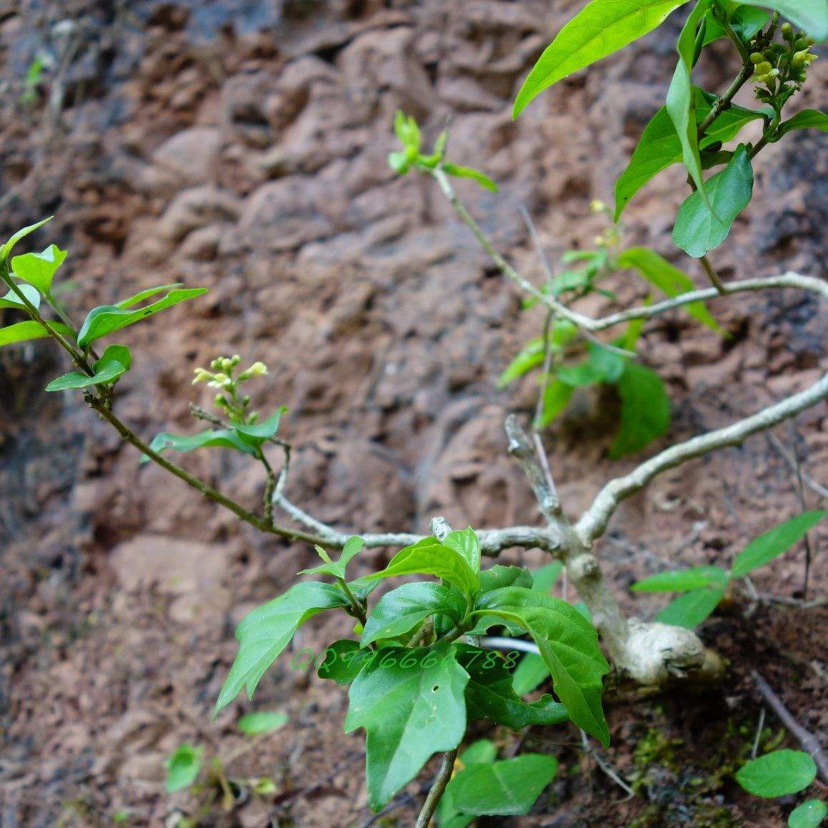  p>豆腐柴属( a target="_blank" href="/item/学名/8074290" data