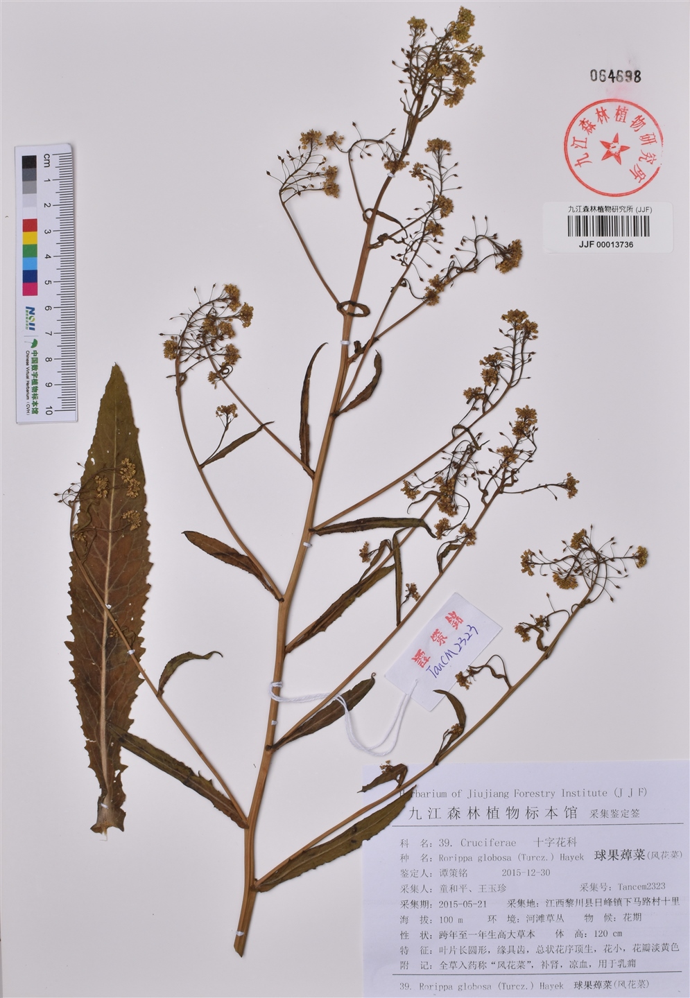 球果蔊菜