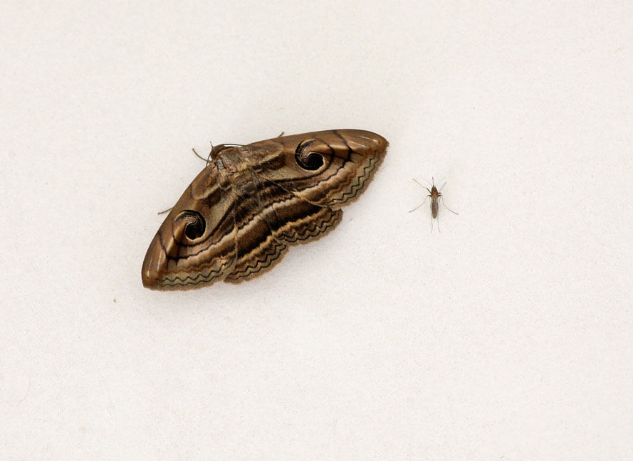  p>昆虫名,为鳞翅目,夜蛾科.分布在内蒙古,甘肃,青海等省.