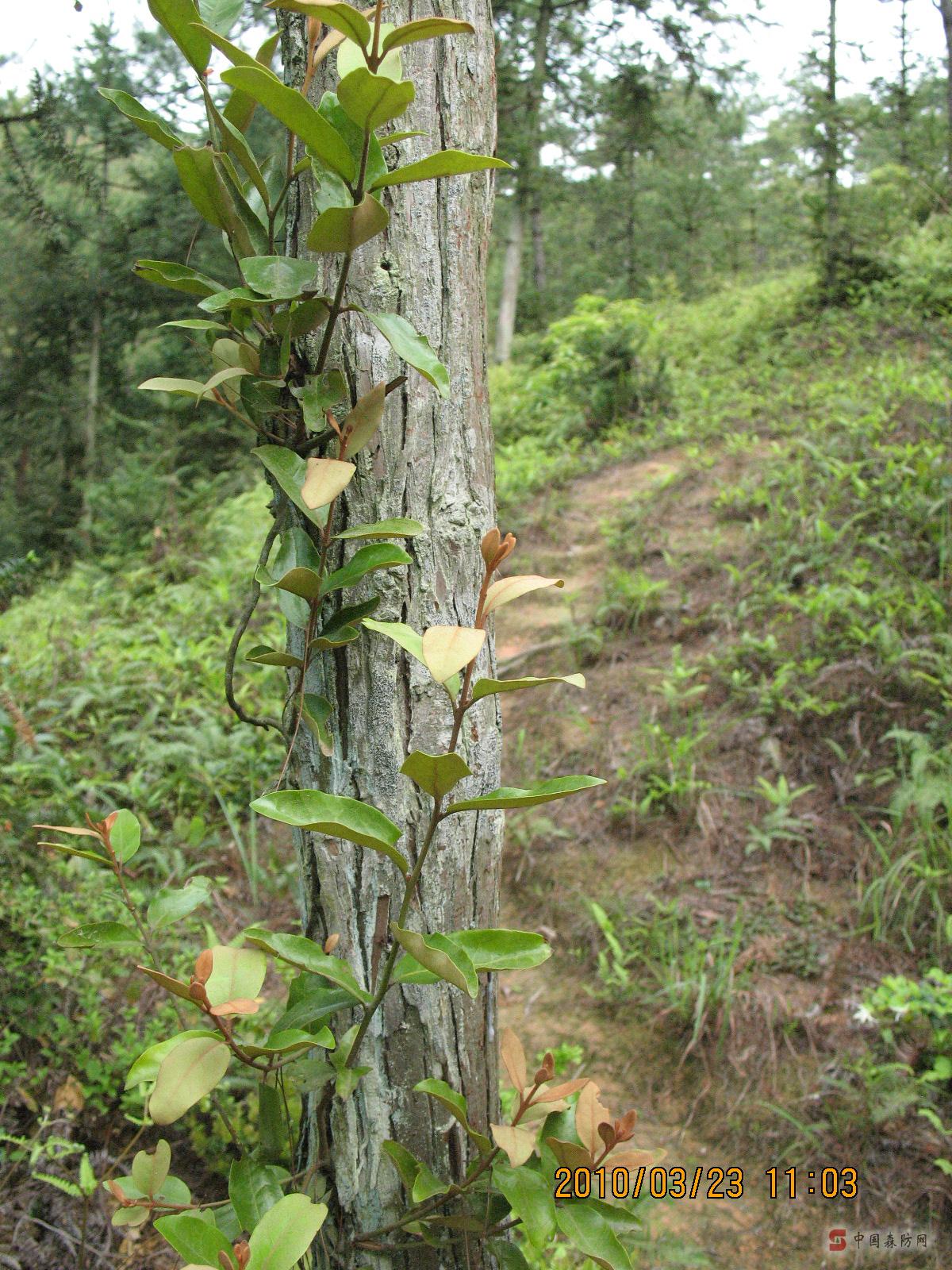  p>桑寄生(学名:taxillus sutchuenensis (lecomte) danser),别称桃树