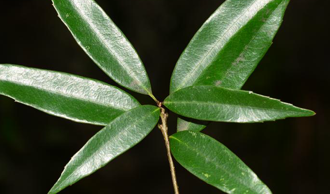  p>细叶青冈,(cyclobalanopsis myrsinaefolia (blume) oerst.).