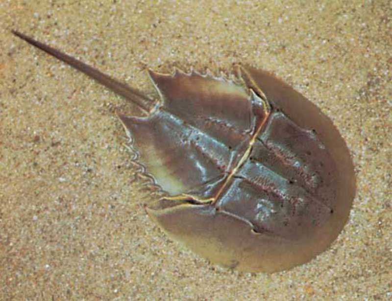 atlantic horseshoe crab