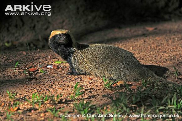  p>巢鼬属(galictis),有2种: a target="_blank" href="/item/小巢鼬